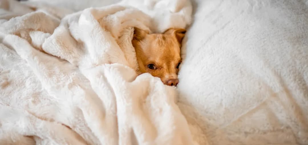 Jak oduczyć szczeniaka spania w łóżku i uniknąć problemów z nocą