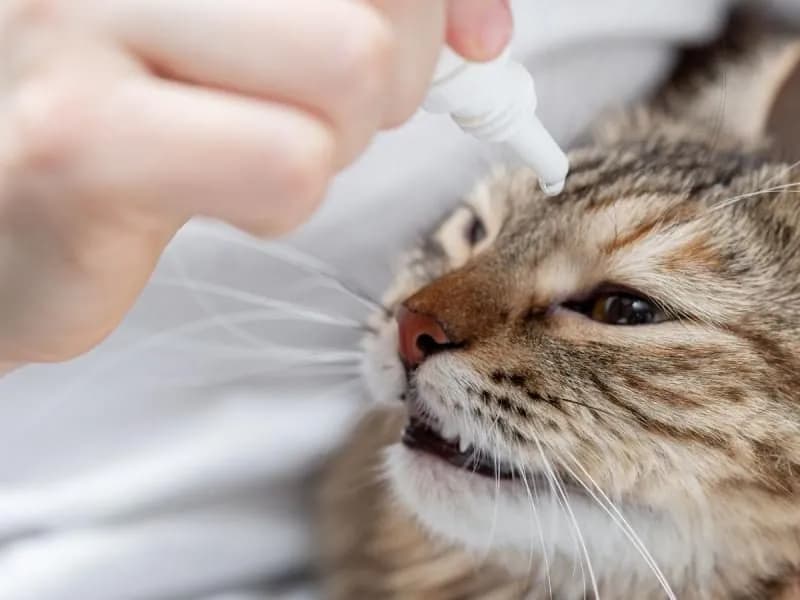 Kot ropiejące oczy: co robić i jak leczyć ropiejące oczy kota?