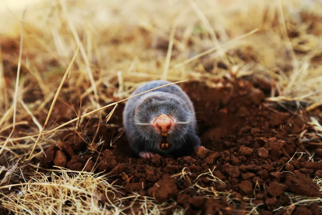 Czym żywi się kret? Zaskakujące fakty o diecie tych stworzeń