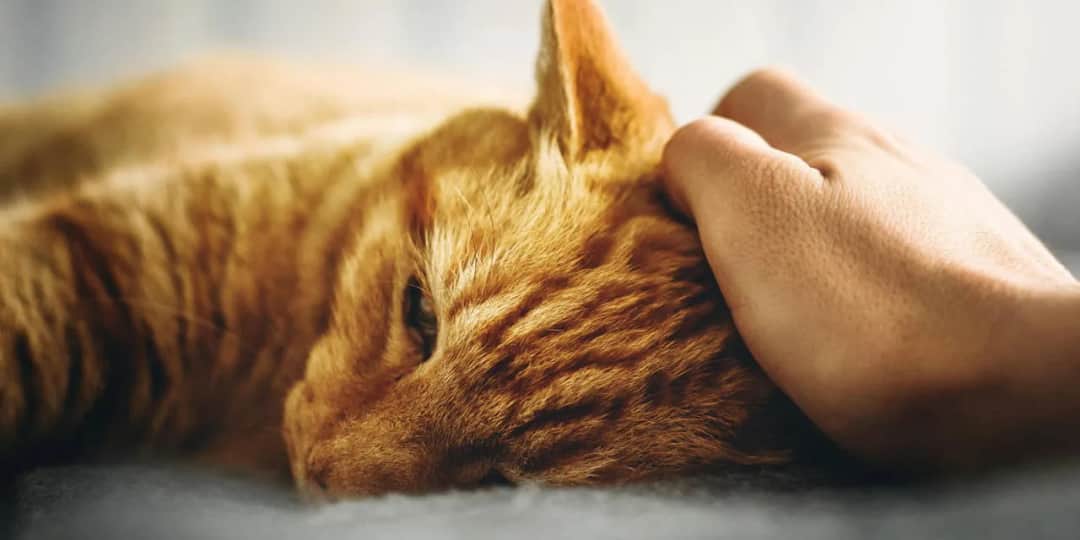 Niewydolność nerek u kota: co robić, gdy pojawiają się objawy?