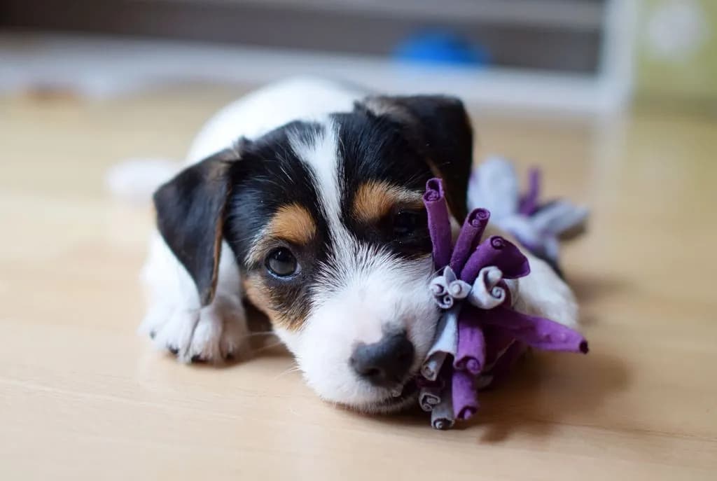 Po jakim czasie można oddać szczeniaka, aby zapewnić mu zdrowie?