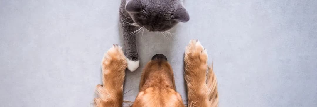 Jak oswoić kota z psem: Efektywne sposoby na udaną integrację