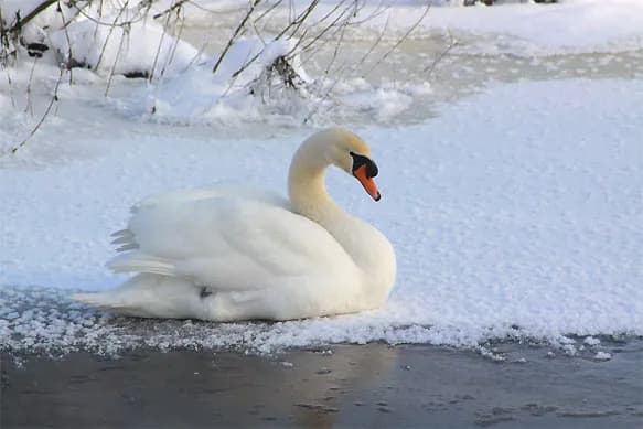 Czy łabędzie zimują w Polsce? Sprawdź, gdzie spędzają zimę i dlaczego