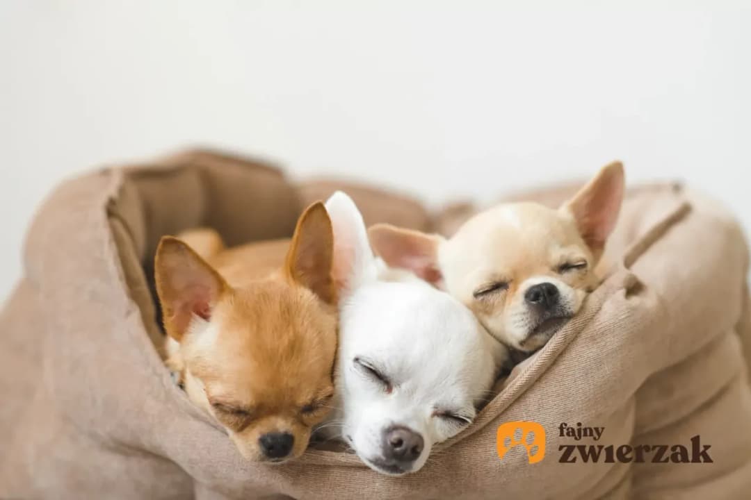 Kiedy szczeniaki otwierają oczy? Zaskakujące fakty o rozwoju pupila