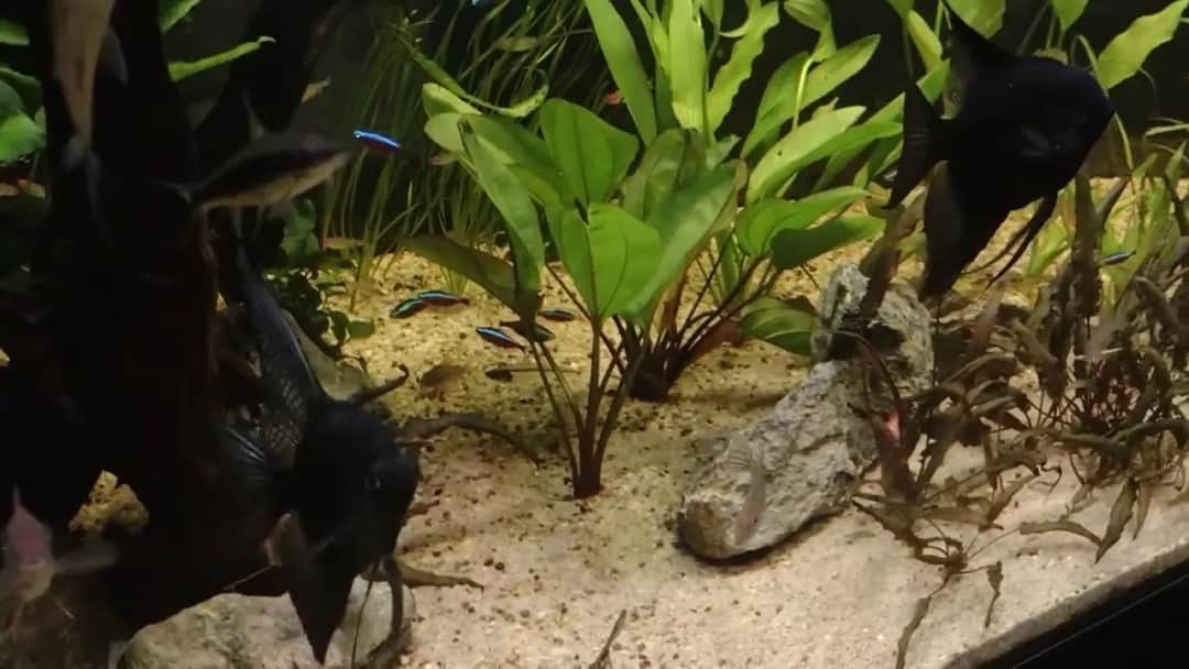 Jaka ilość piasku potrzebna jest do akwarium? Obliczenie optymalnej ilości piasku kwarcowego dla Twojego akwarium