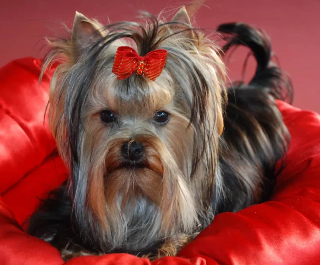 Wystawa yorków: najważniejsze zasady przygotowania psa do pokazu