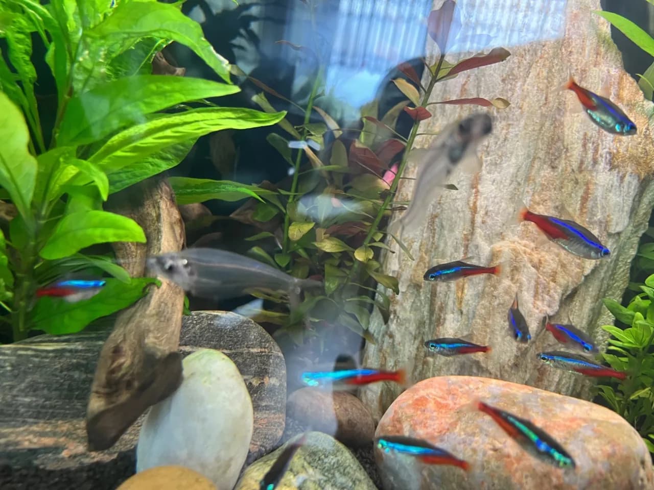 Jak karmić neonki, aby uniknąć problemów zdrowotnych ryb w akwarium