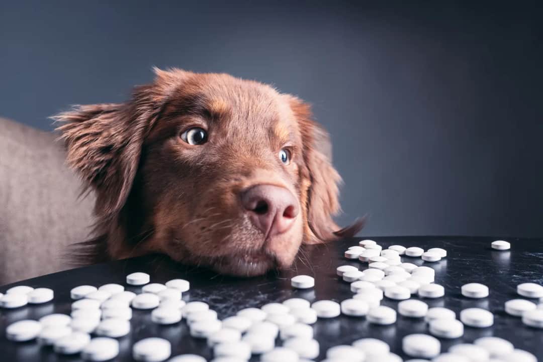 Co ile odrobaczać szczeniaka, aby uniknąć poważnych problemów zdrowotnych