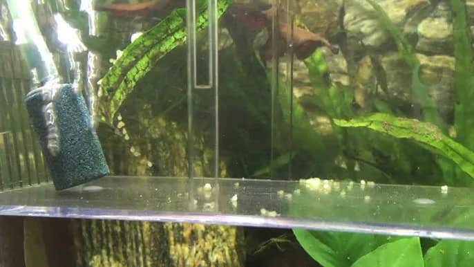 Jak wygląda ikra w akwarium - kompletny atlas rozpoznawania i rozwoju