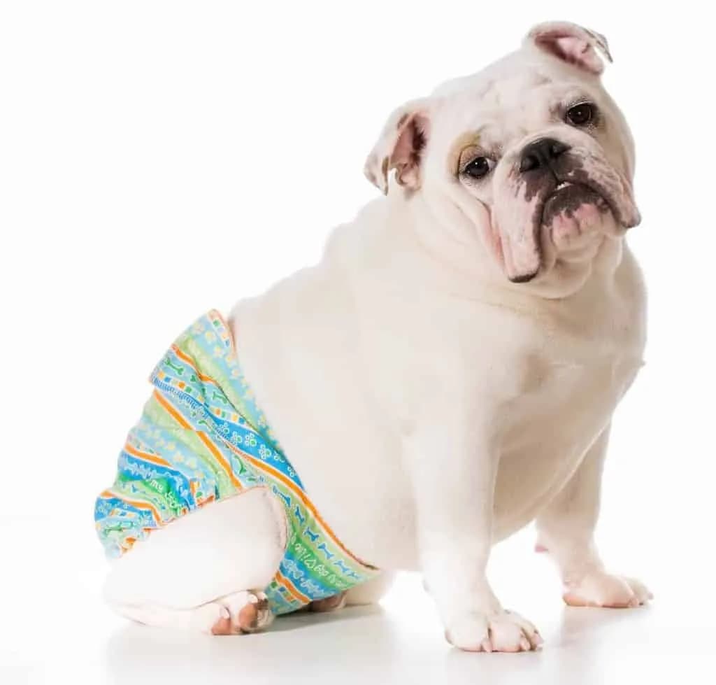 Cieczka u psa: Objawy, cykl i co to oznacza dla twojego pupila