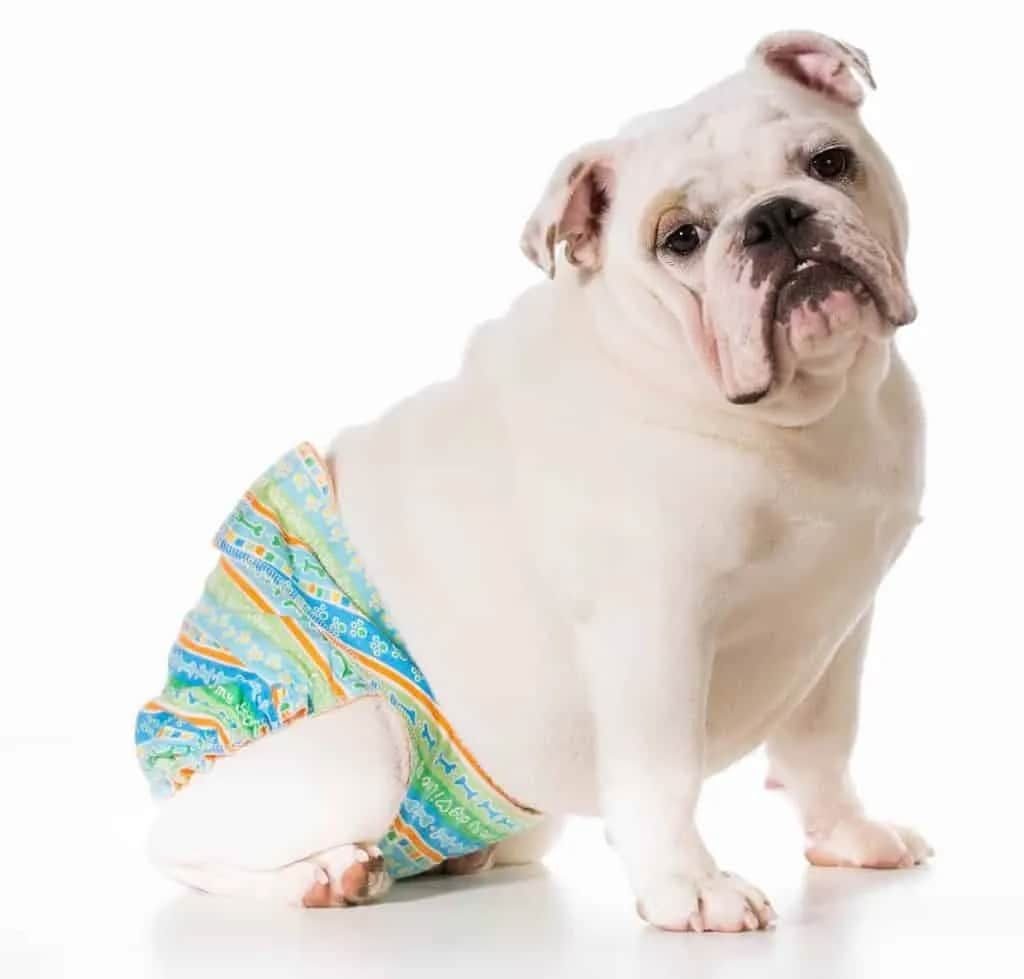 Cieczka u psa: Objawy, cykl i co to oznacza dla twojego pupila