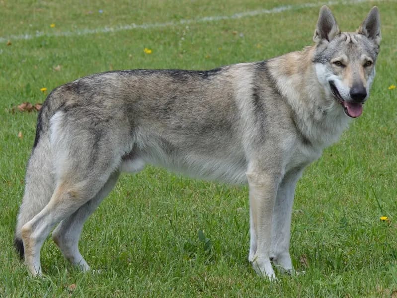 Najlepsze hodowle wilczaków czechosłowackich w Polsce - sprawdzone miejsca