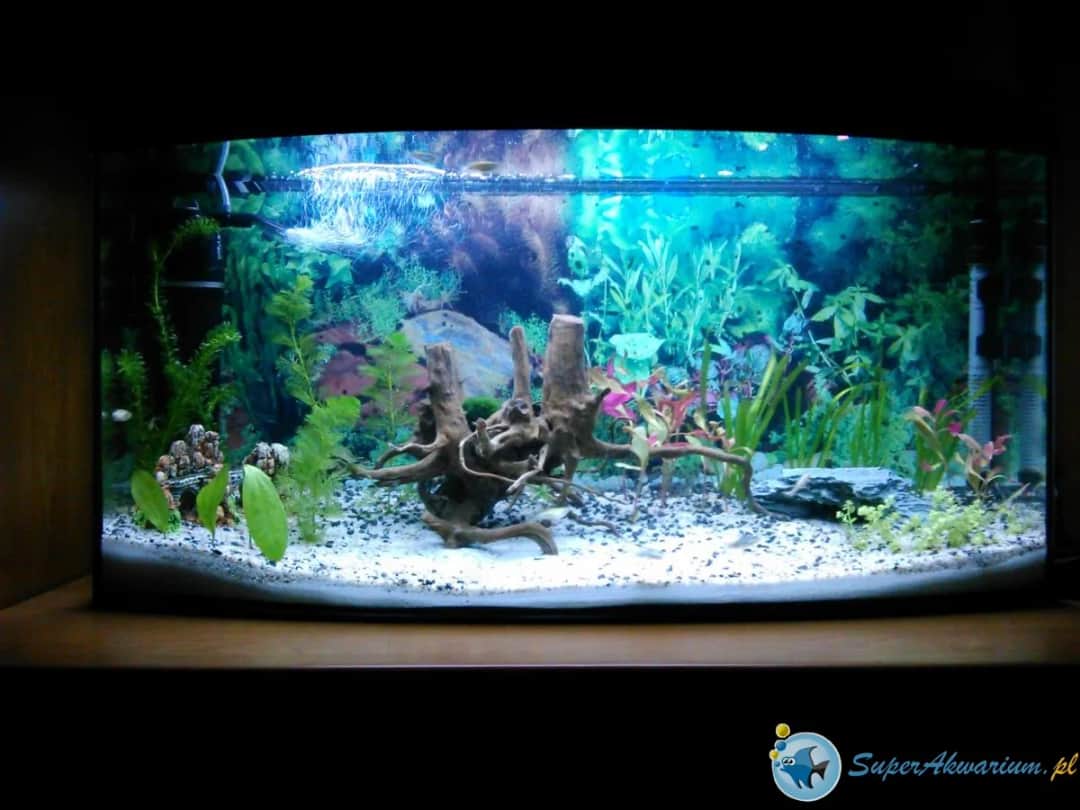 Szybki sposób na obliczenie ile ryb w akwarium zmieścisz bezpiecznie