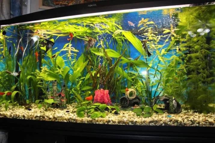 Jakie KH w akwarium? Optymalne poziomy dla zdrowych ryb