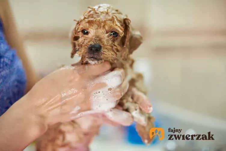 Kiedy można oddać szczeniaka? Optymalny wiek i jak uniknąć błędów