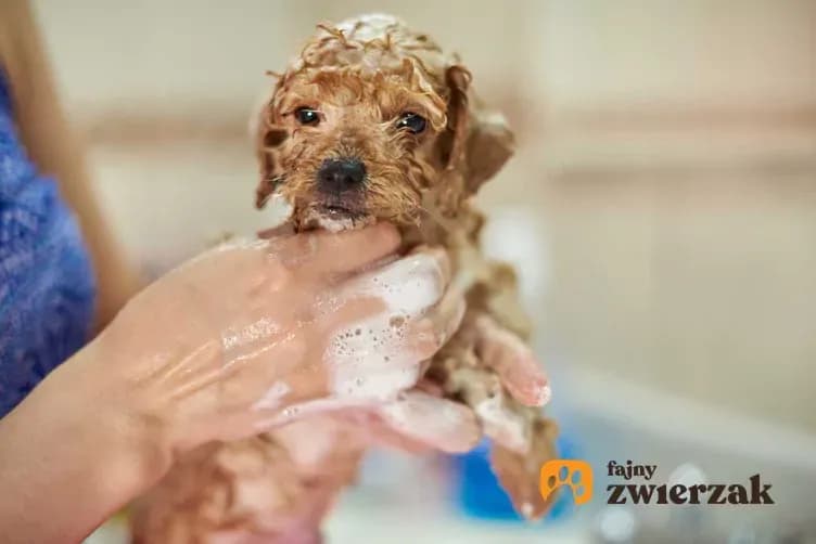 Kiedy można oddać szczeniaka? Optymalny wiek i jak uniknąć błędów