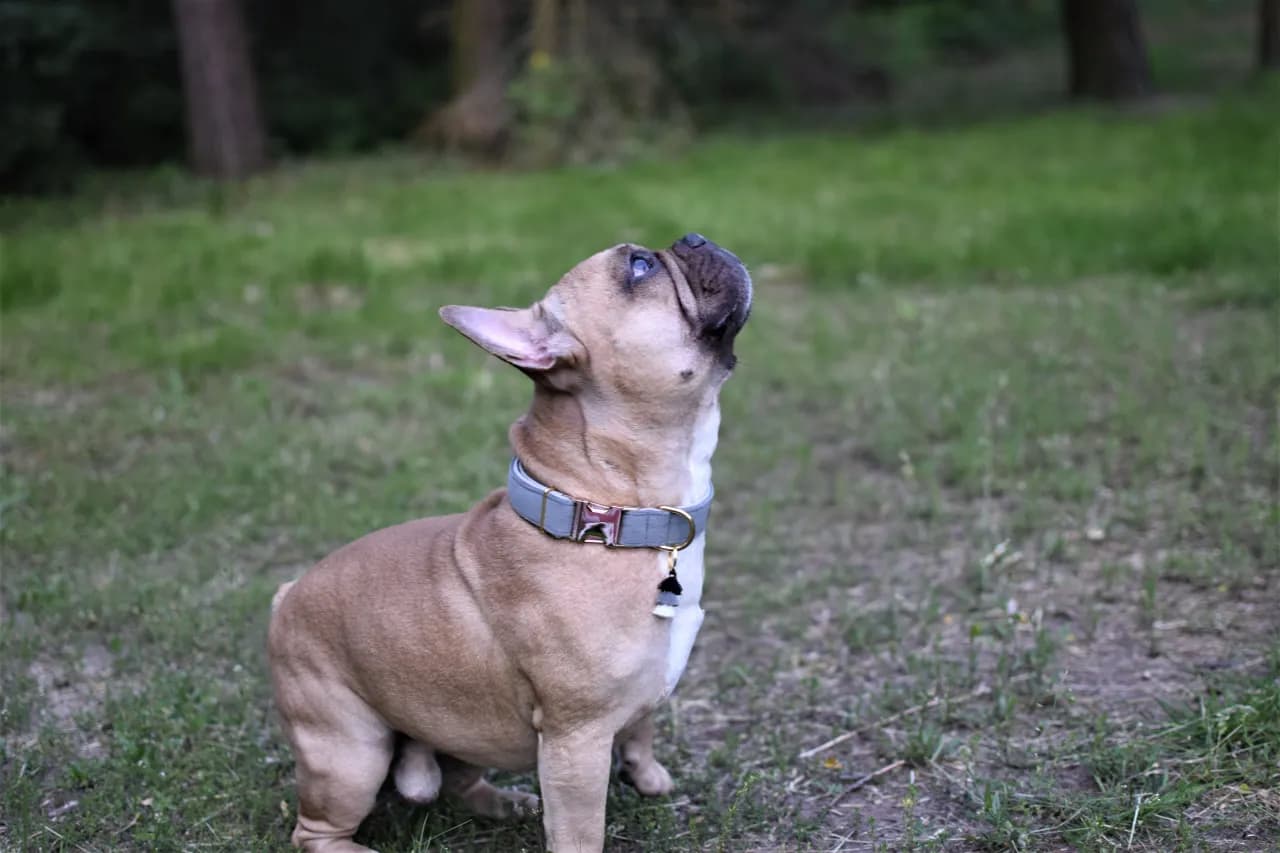 Jak wybrać obrożę dla buldoga francuskiego - kompletny poradnik zakupowy
