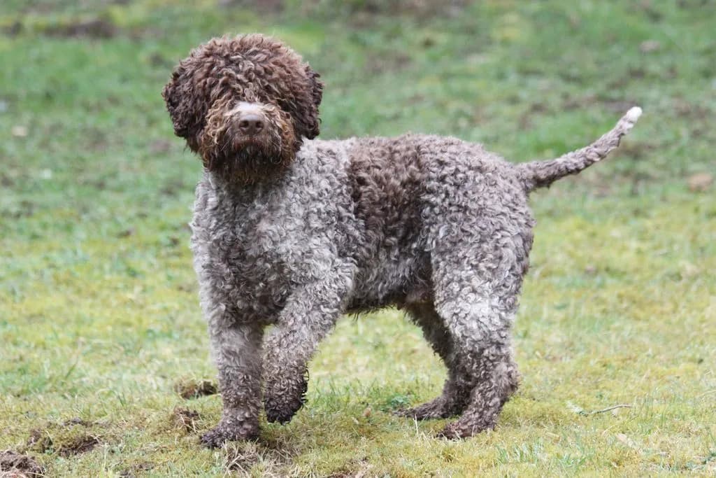 Najlepsze hodowle lagotto romagnolo w Polsce - kompletna lista i ceny