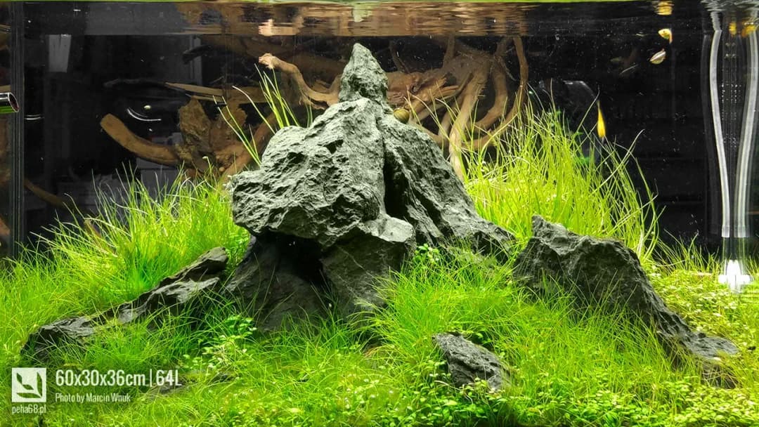 Optymalne KH i GH w akwarium roślinnym - wszystko co musisz wiedzieć