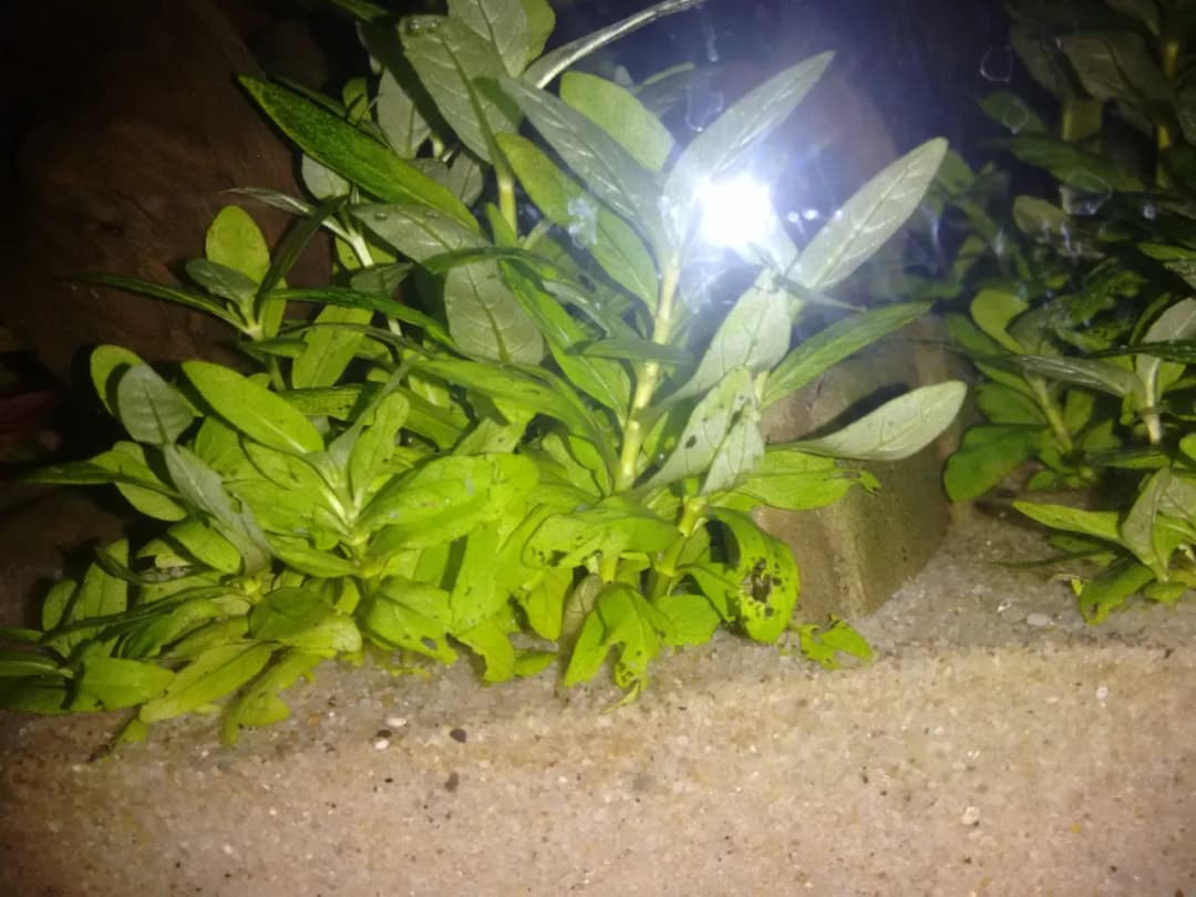 Rozpoznaj nadmiar żelaza w akwarium - poznaj objawy i skutki dla ryb