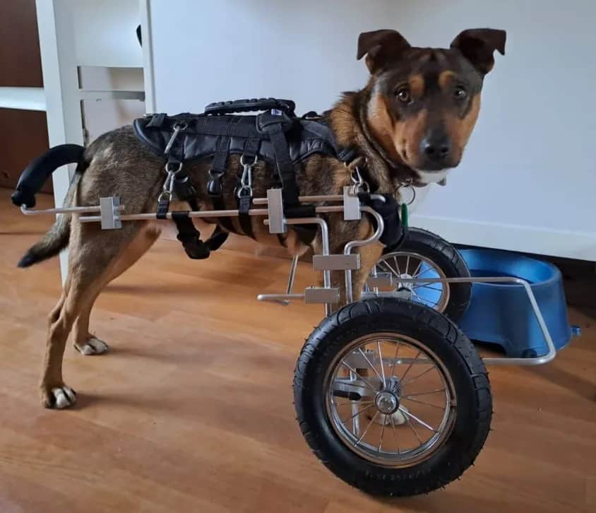 Jak wybrać idealny wózek dla psa bez nóg - poradnik dla opiekunów pupili