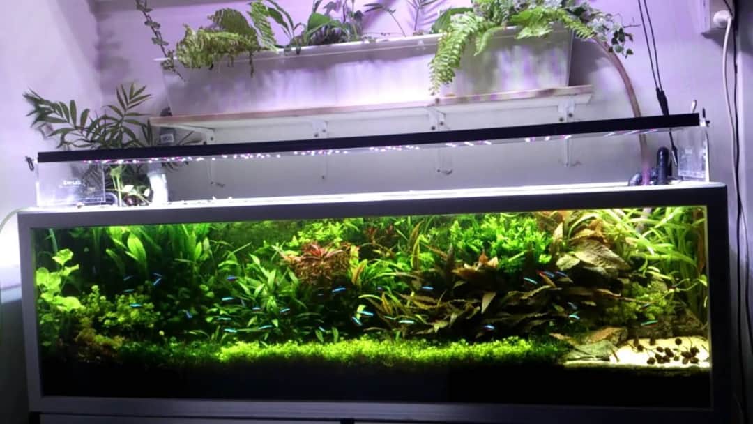 Ile światła w akwarium? Poznaj idealne oświetlenie dla ryb