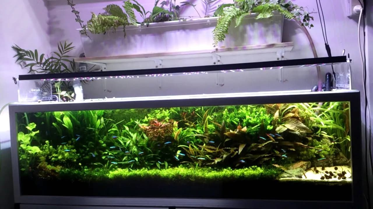 Ile światła w akwarium? Poznaj idealne oświetlenie dla ryb