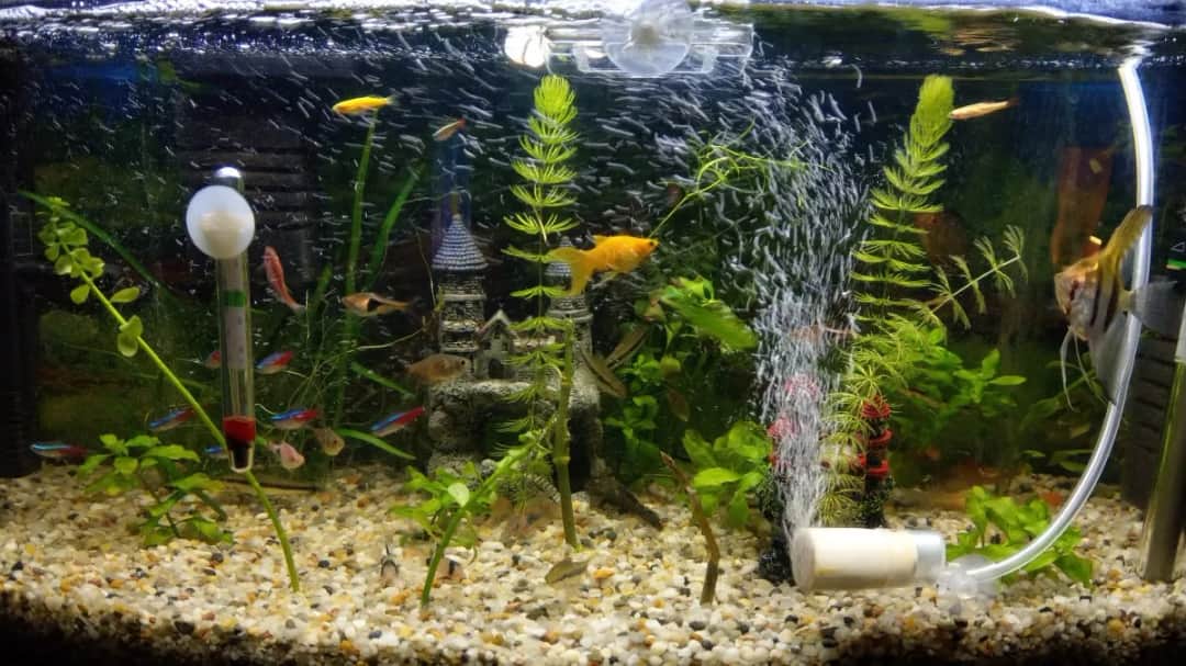 Jak napowietrzyć akwarium: 5 skutecznych metod dla zdrowych ryb