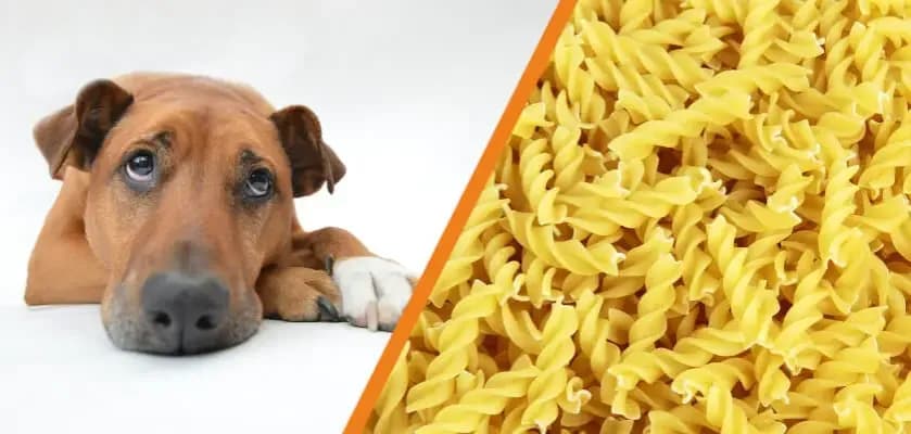 Czy szczeniak może jeść makaron? Bezpieczeństwo i zagrożenia w diecie psa