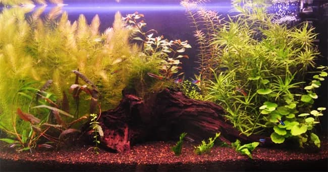 Dokładne obliczenia ile podłoża potrzebujesz do akwarium 112l - poradnik