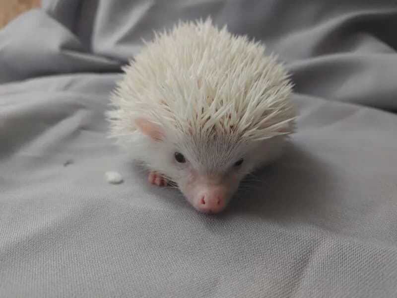 Biały Jeż: Niezwykły Zwierzak Domowy - Co Musisz Wiedzieć