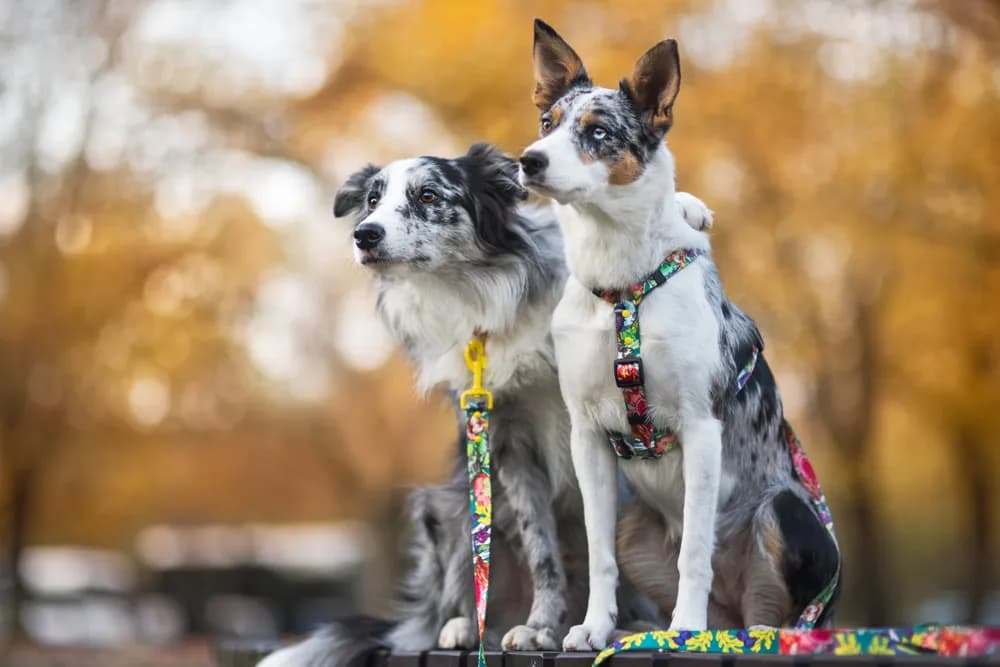 Profesjonalna hodowla Border Collie krótkowłosy: jak wybrać najlepszą?