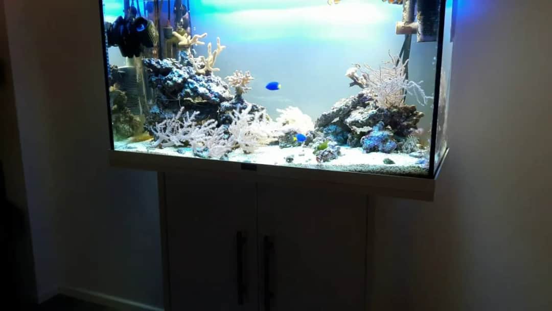 Ile kosztuje akwarium morskie? Poznaj ceny i ukryte wydatki