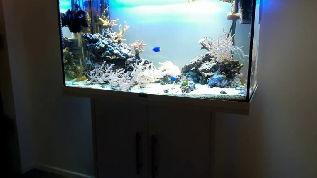 Ile kosztuje akwarium morskie? Poznaj ceny i ukryte wydatki