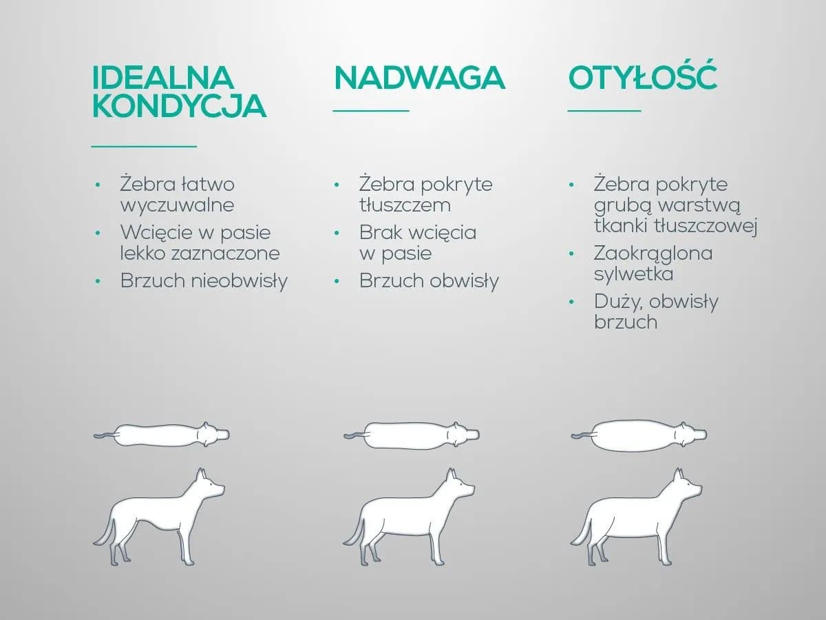 Jak skutecznie schudnie twój pies dzięki dietetycznej karmie dla psa