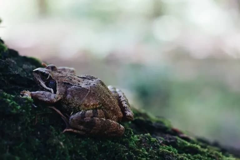 Gdzie zimują żaby? Sekrety przetrwania i miejsca zimowania żab w Polsce