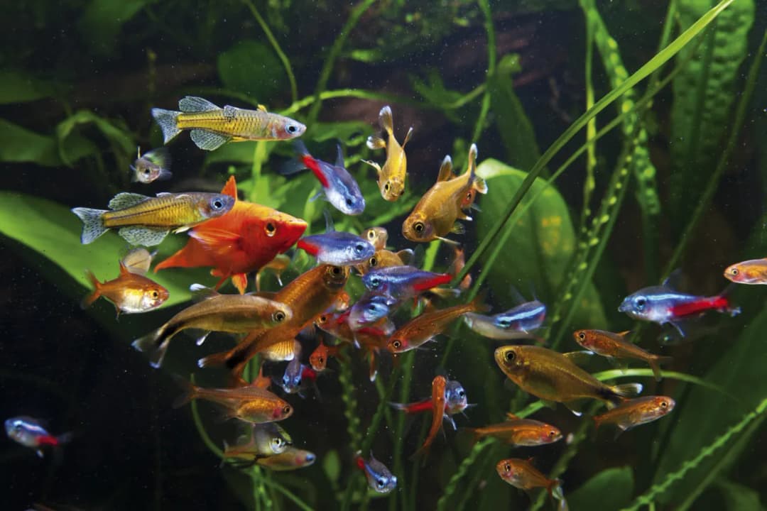 Najlepsze rybki do akwarium: 10 gatunków dla początkujących