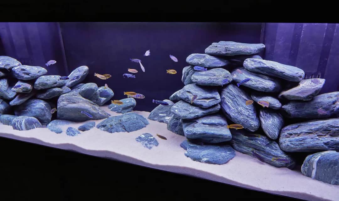 Jak prawidłowo ułożyć kamienie w akwarium: poradnik akwarysty