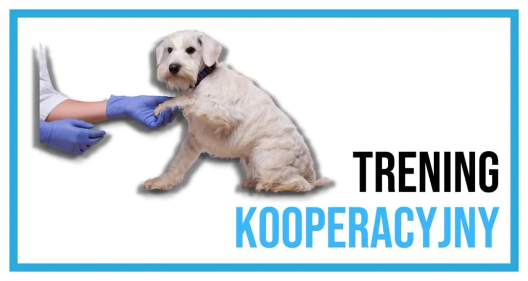 Trening medyczny psa - skuteczne sposoby na stres podczas wizyt u weterynarza