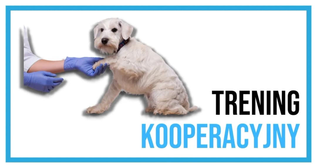 Trening medyczny psa - skuteczne sposoby na stres podczas wizyt u weterynarza
