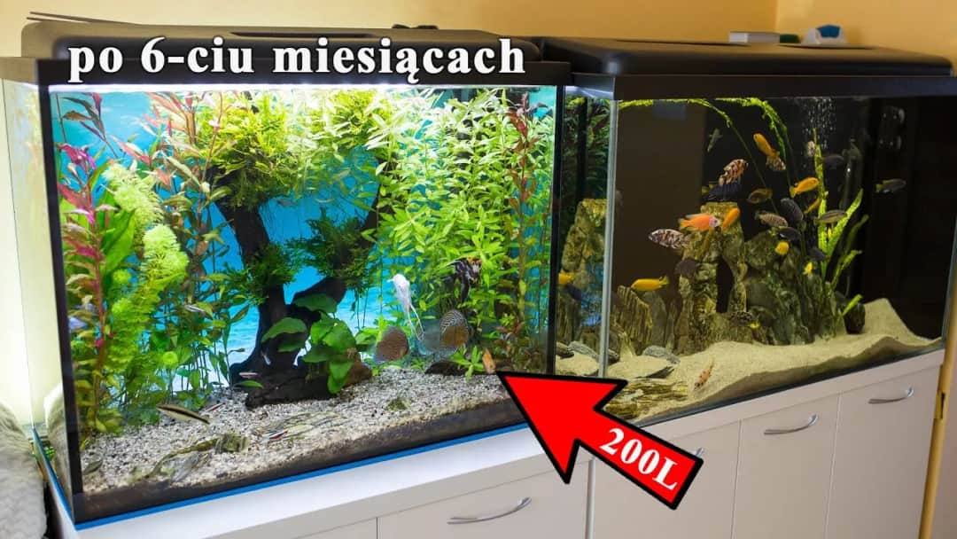Ile prądu pobiera akwarium 200l? Zaskakujące zużycie energii