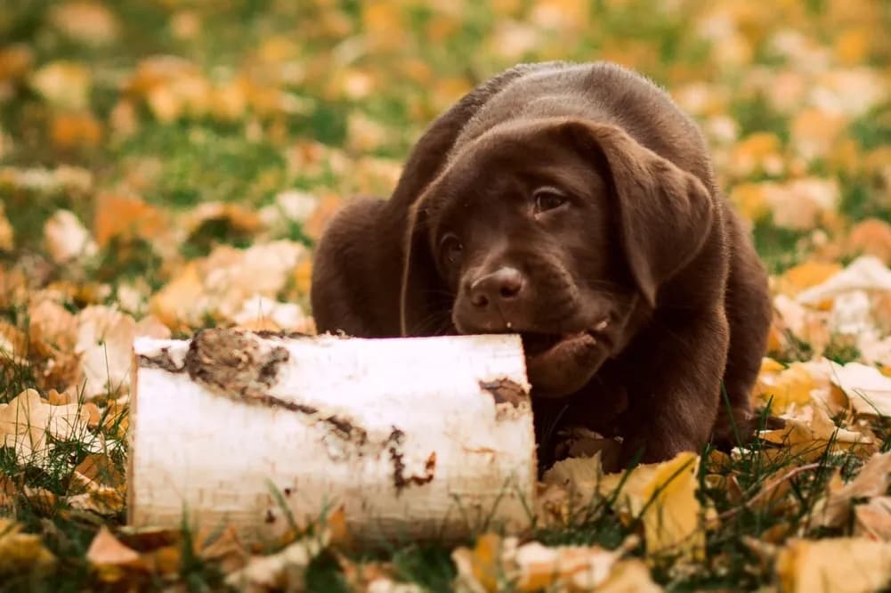 Jak wygląda szczeniak labradora? Odkryj jego urok i cechy