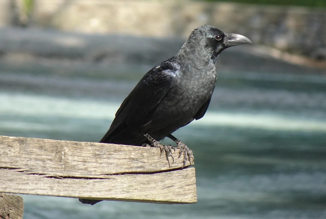 Gdzie zimuje wrona? Sprawdź, gdzie spotkać tego ptaka w chłodne miesiące