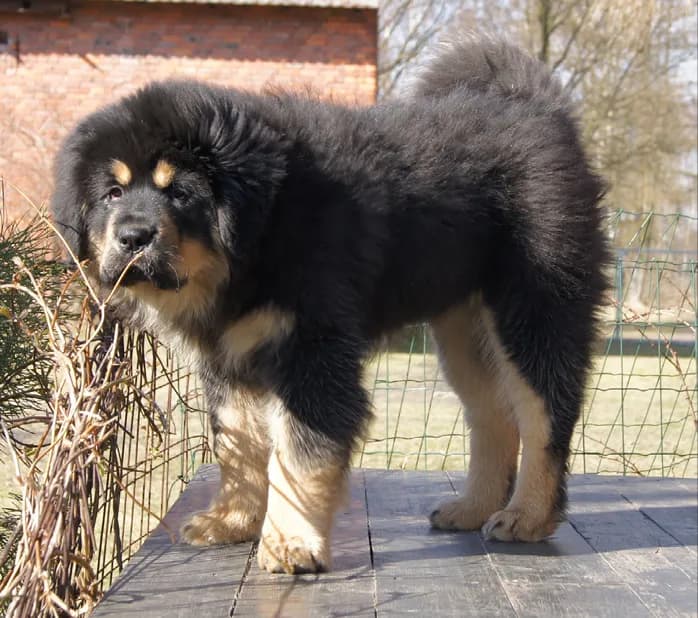 Najlepsze hodowle mastifa tybetańskiego: lista sprawdzonych hodowców