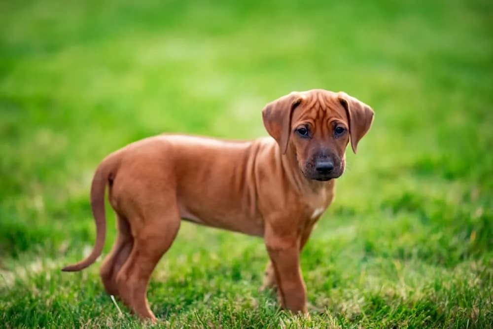 Jak wychować szczeniaka rhodesian ridgeback: przygotowanie na przyjęcie psa