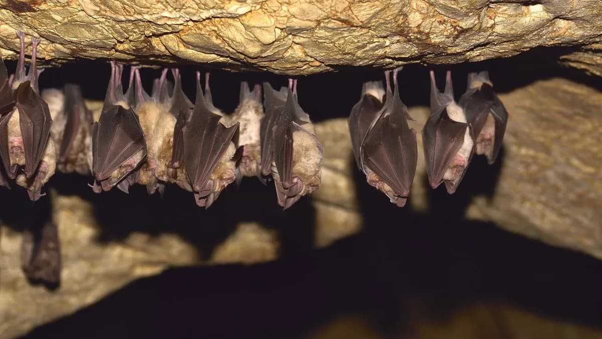 Jak nietoperze przetrwają zimę? Hibernacja, miejsca zimowania i zagrożenia