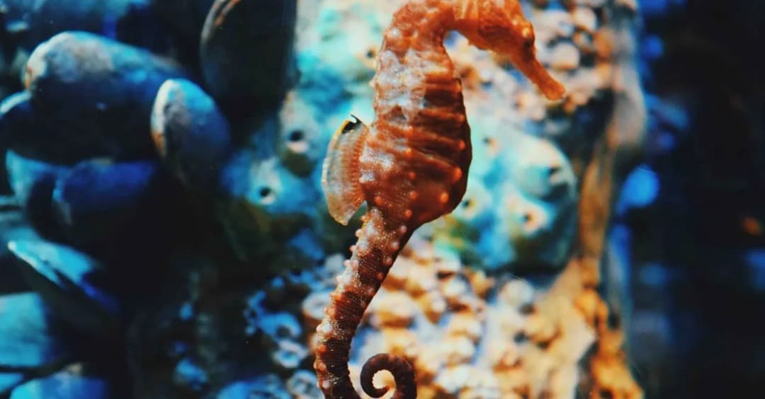 Ciekawe zwierzęta do akwarium oprócz rybek - poznaj 8 wyjątkowych opcji