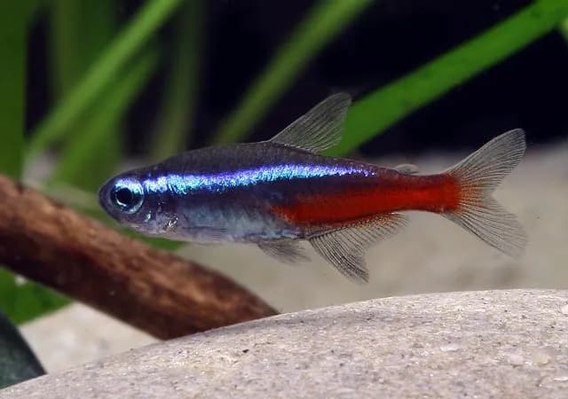 Najlepsze akwarium dla neonek - wymagania, parametry i wyposażenie akwarium