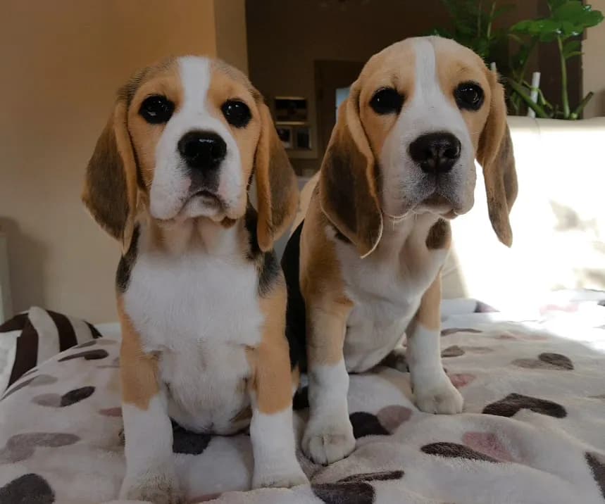 Beagle hodowla z rodowodem - najważniejsze zasady wyboru psa rasowego