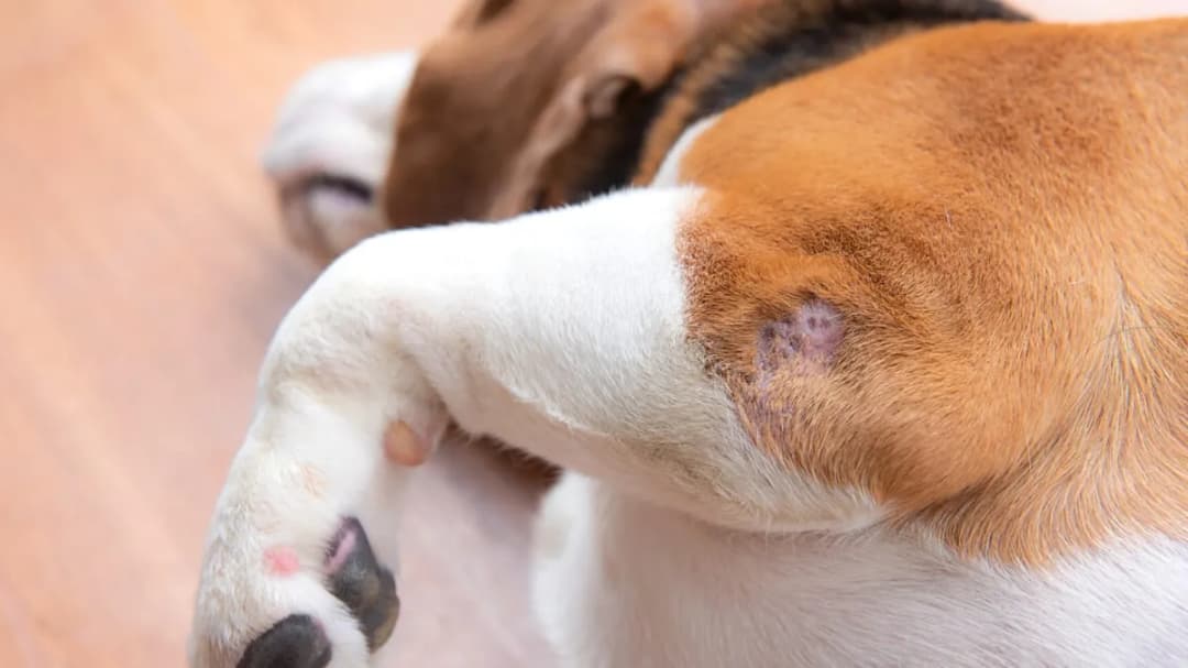 Skuteczne sposoby, czym natłuścić skórę psa: 5 naturalnych rozwiązań